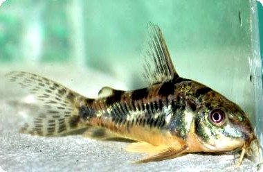 Corydoras - Pepper Paleatus Corydoras - Pepper Paleatus